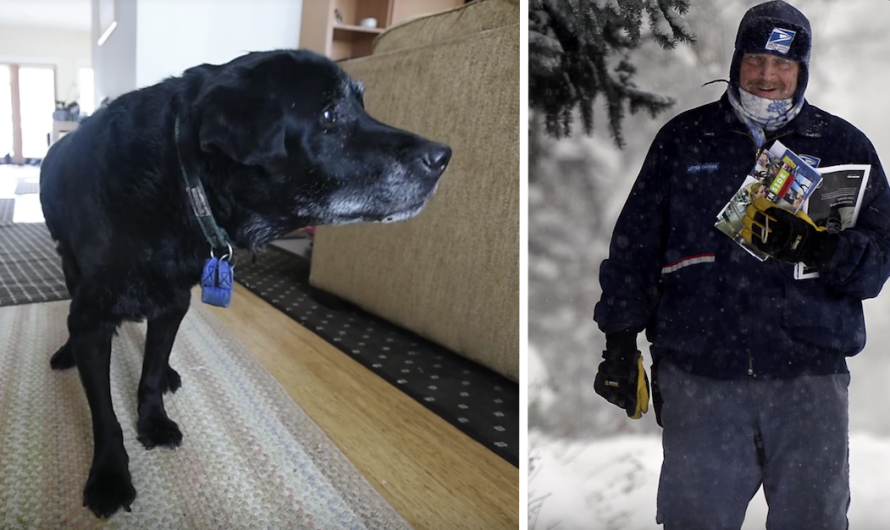 Mailman Sees Senior Dog Struggling With The Steps Every Day And Intervenes