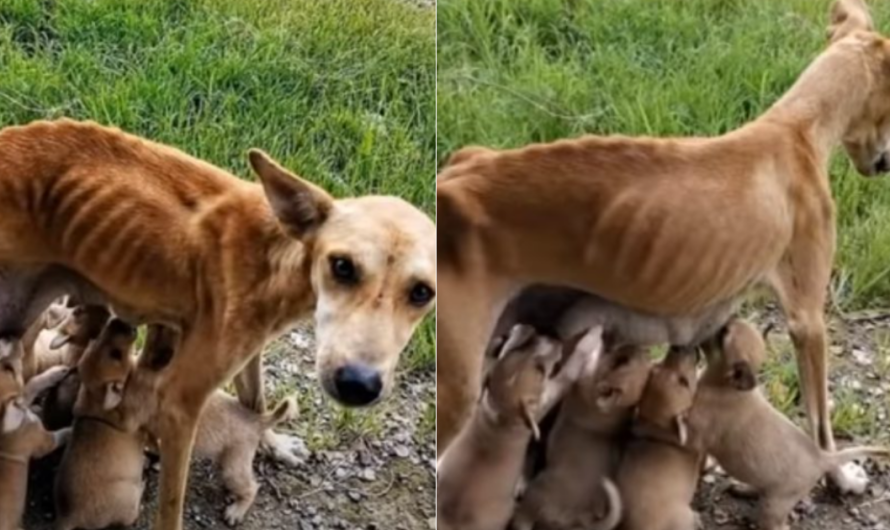 Malnourished and Helpless, a Mother Dog Begs for Help to be Adopted as She Still Feeds Her 6 Puppies