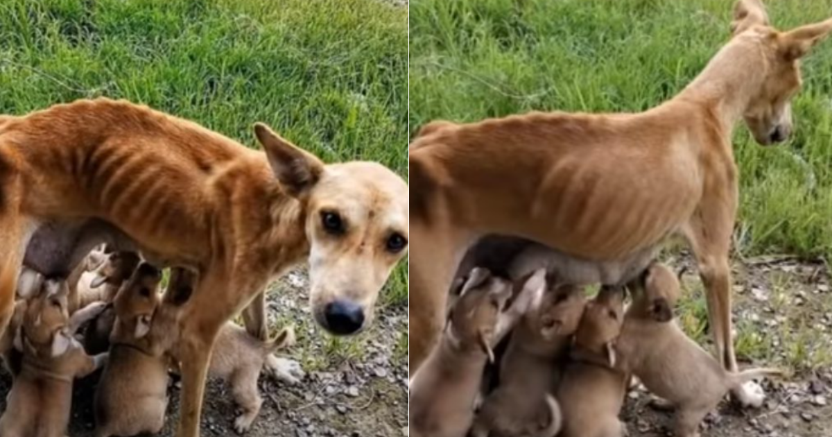 Malnourished and Helpless, a Mother Dog Begs for Help to be Adopted as She Still Feeds Her 6 Puppies