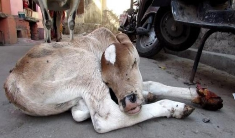 Mama Cow Refused to Leave Her Wounded Baby's Side