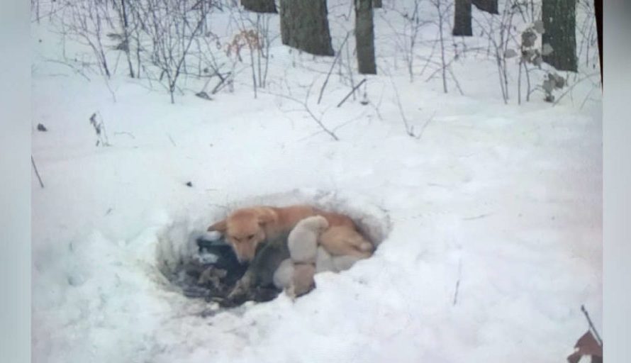 Mama Dog Secures Her Puppies By Making A Home In A Snowdrift