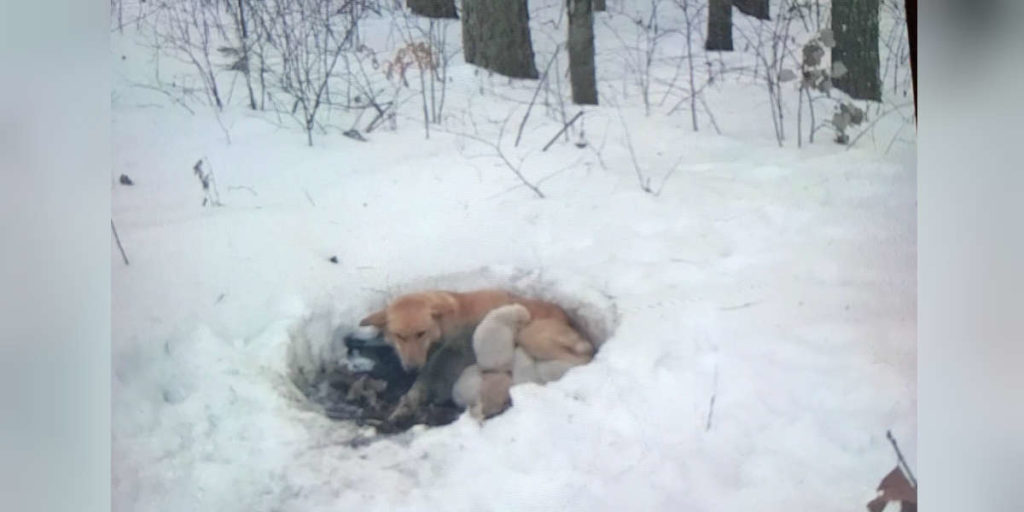Mama Dog Secures Her Puppies By Making A Home In A Snowdrift