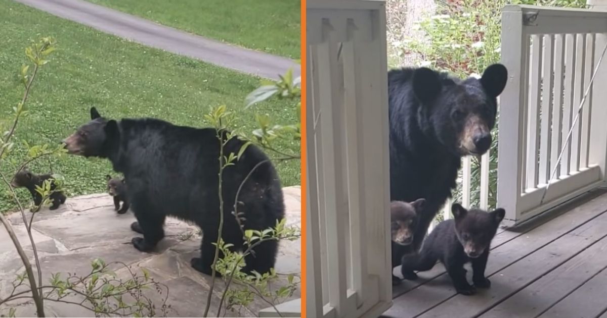 Man Befriends a Bear Over The Years-- Then She Brings Her New Cubs To Meet Him