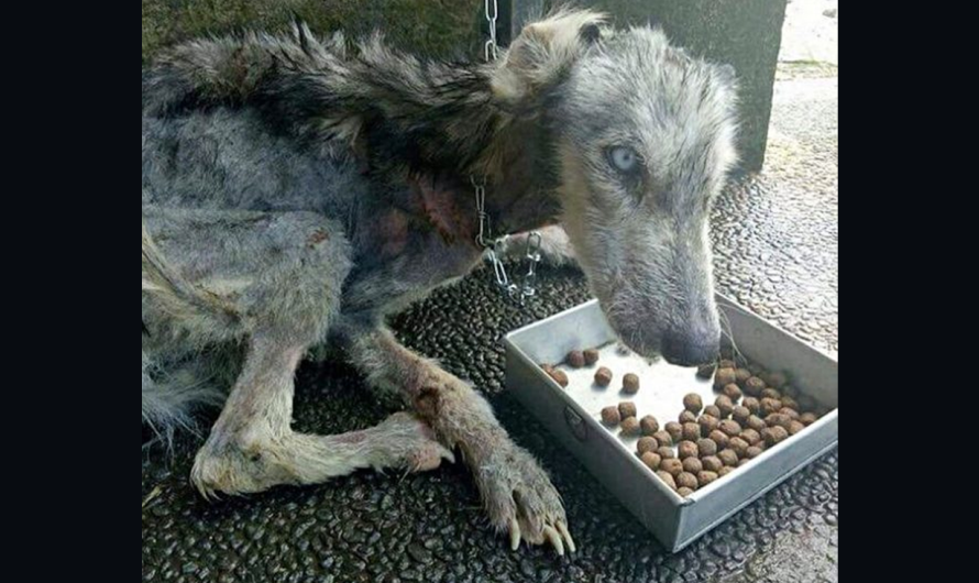 Man Saved Dying Stray Husky And Transformed Her Into The “Most Beautiful Dog”