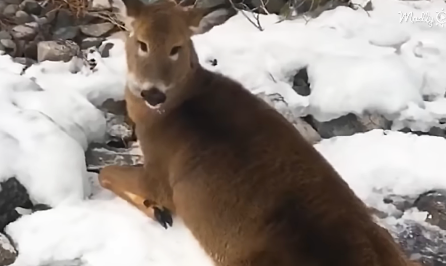 Man Saves 3 Deer From The Middle Of Frozen Lake In Ontario, Canada