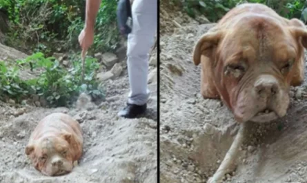 Man Who Buried Dog Alive Thinking No One Will Find Her
