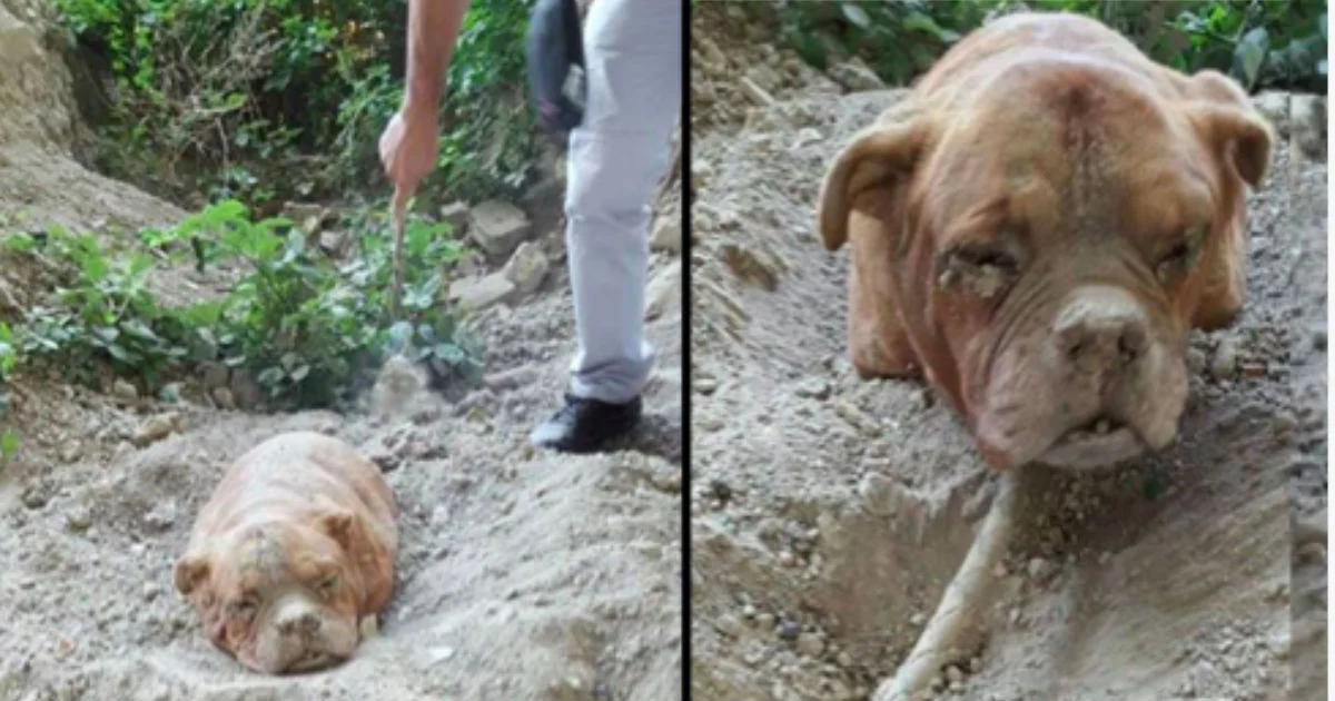 Man Who Buried Dog Alive Thinking No One Will Find Her