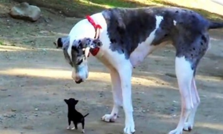 Minuscule Puppy Escapes Shelter Kennel & Tries To Make Friends With Large Dog