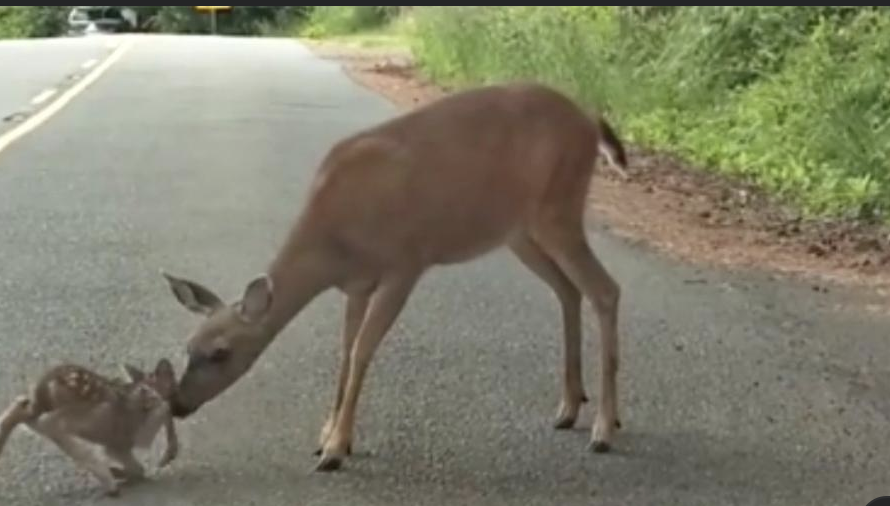 Mom Deer Saves A Fawn Frozen in Fear On Road