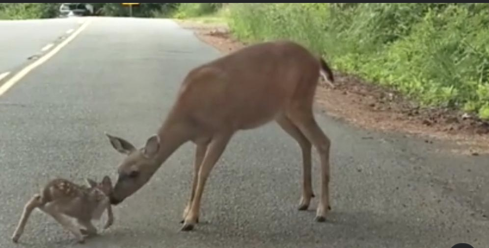 Mom Deer Saves A Fawn Frozen in Fear On Road