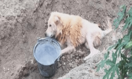 My Owner Abandoned Me Cruelly In Ditch He Thinking I'm Not Helpful Anymore But I Refused To Die