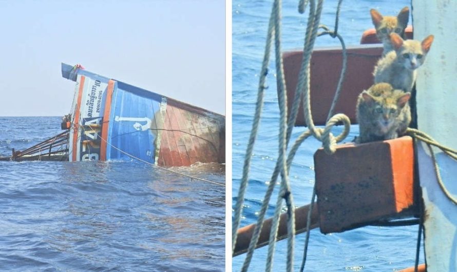 Navy Spots The Tiniest Survivors Clinging To Sinking Ship
