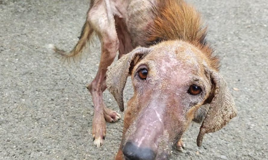 Old Lady Found On The Street Ends Up Being Just A Pup