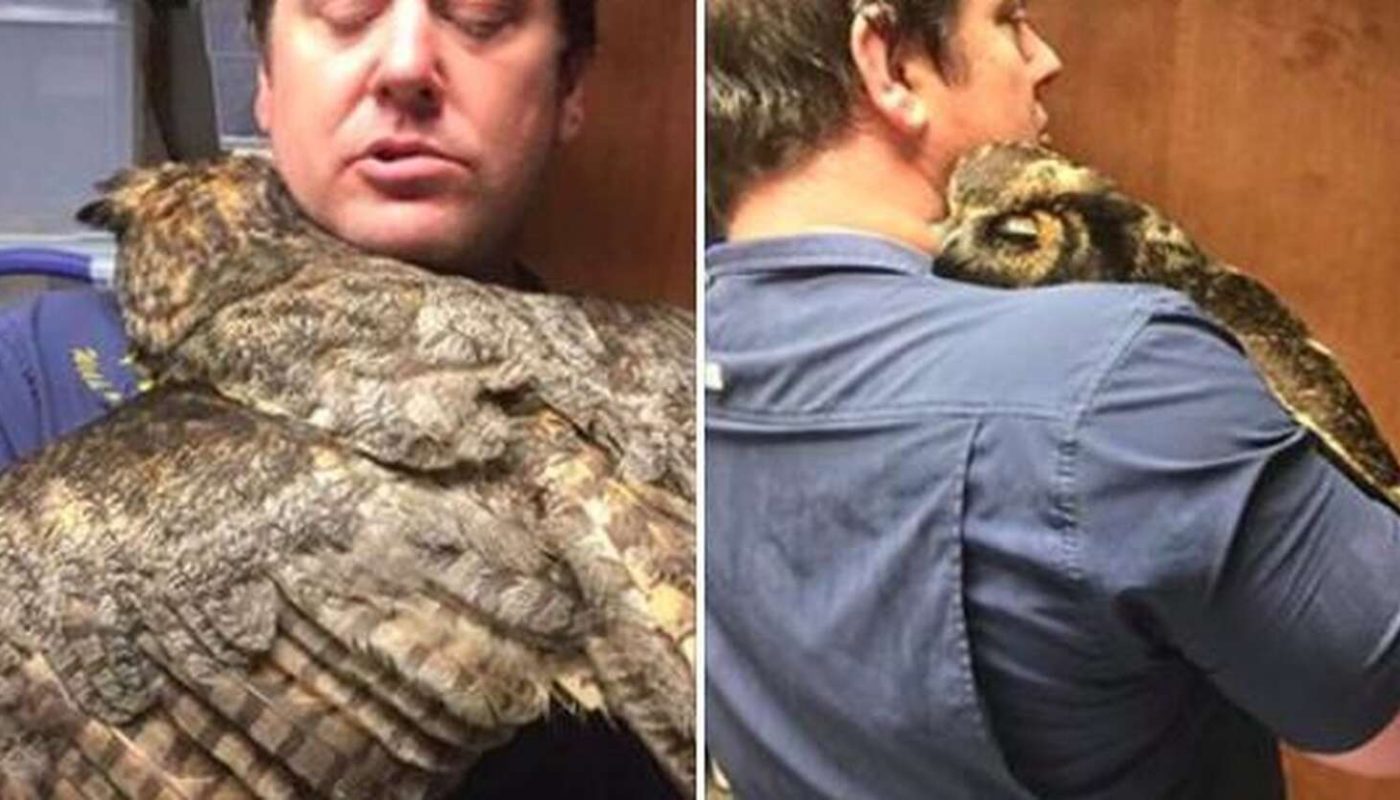 Owl Missed The Man Who Saved Her So Much She Couldn't Stop Hugging Him