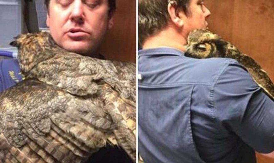 Owl Missed The Man Who Saved Her So Much She Couldn’t Stop Hugging Him