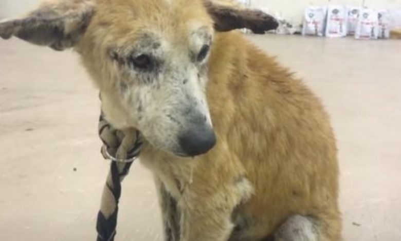 Owner Who Attempted To Kill His Dog Asks Animal Rescue To Finish The Job