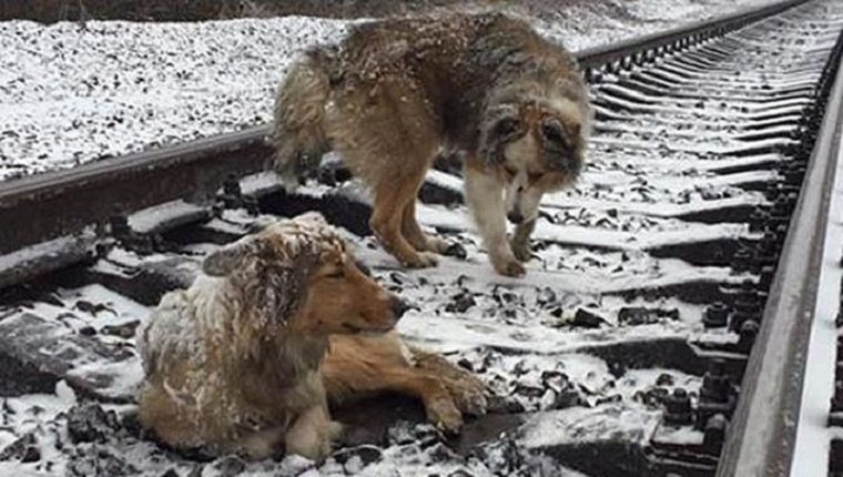 Paw-mazing Pets Dog Protects Injured Friend Stuck On Railroad Tracks For Two Days