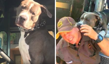 Pittie's Owner Passes away, And He Wishes Nothing More Than To Be Adopted By His UPS Driver