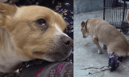 Poor Woman's Paralyzed Dog Is Taken Away & She Fell Down To The Floor In Tears