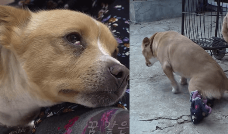 Poor Woman's Paralyzed Dog Is Taken Away & She Fell Down To The Floor In Tears