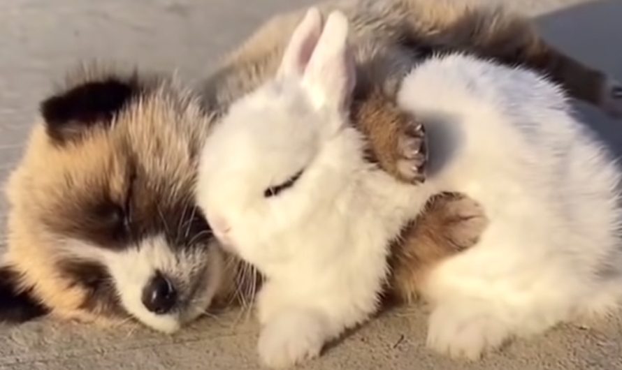 Puppy And Rabbit Friends Come Together For A Nap And Fall Asleep Hugging