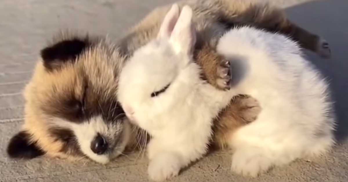 Puppy And Rabbit Friends Come Together For A Nap And Fall Asleep Hugging