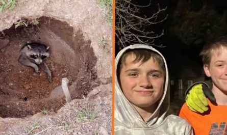 Racoon Buried Alive And Near To Death Saved By Kindhearted Kids