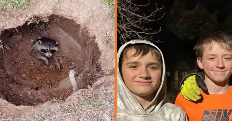 Racoon Buried Alive And Near To Death Saved By Kindhearted Kids