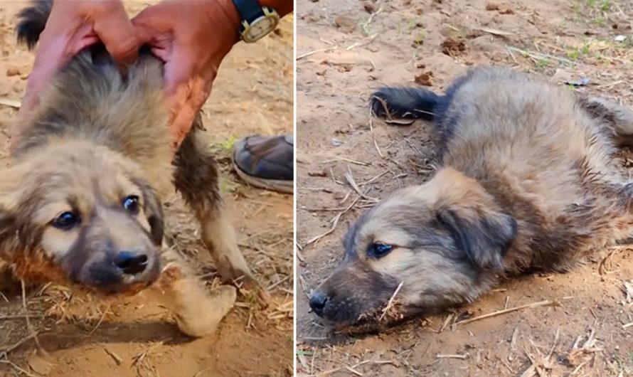 Rescue Adorable Road Puppy with Deformed Front Legs.
