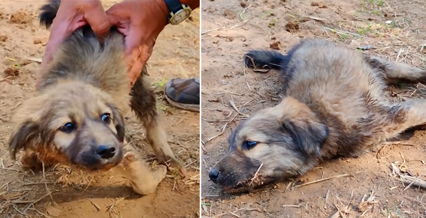 Rescue Adorable Road Puppy with Deformed Front Legs