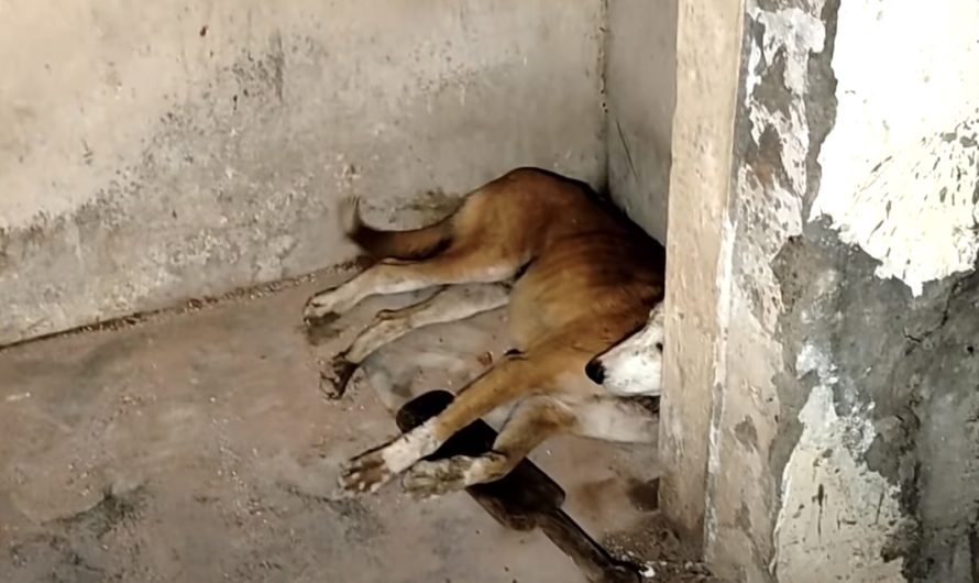 Rescuers Enter Abandoned Structure And Find An Angel In Hiding