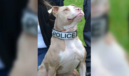 Saved Pit Bull From A Parking Lot Comes To Be A K9 Officer