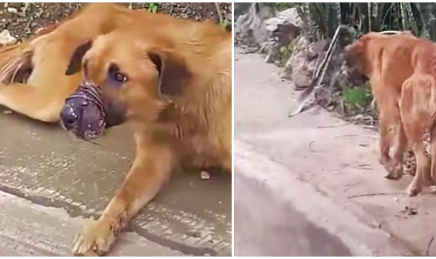 Sealed-Snout Dog Would Not Allow Them To Get Close But Kept Leading Them Down A Path