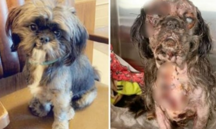 Service Dog Found Shaking & Screaming In Pain After Owner Turns Back For Moments