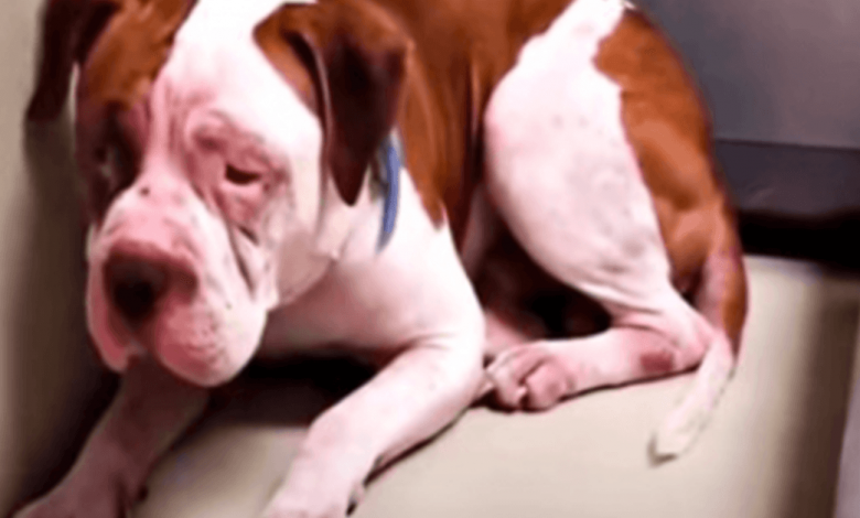 Shaking Pit Bull Will Not Leave Shelter Corner, Heard A Voice & Inched Forward