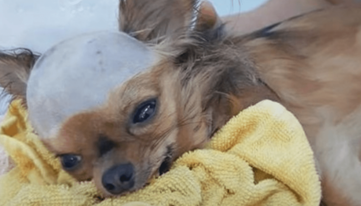 Shattered Dog Struck In Head Wants To Live In Spite Of His Body Closing down