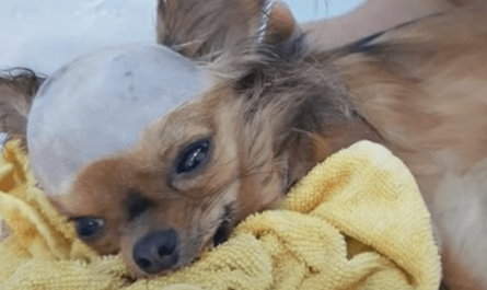 Shattered Dog Struck In Head Wants To Live In Spite Of His Body Closing down