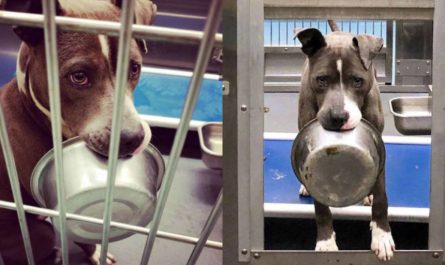 Shelter Dog Refuses To Be Adopted Without His Food Bowl