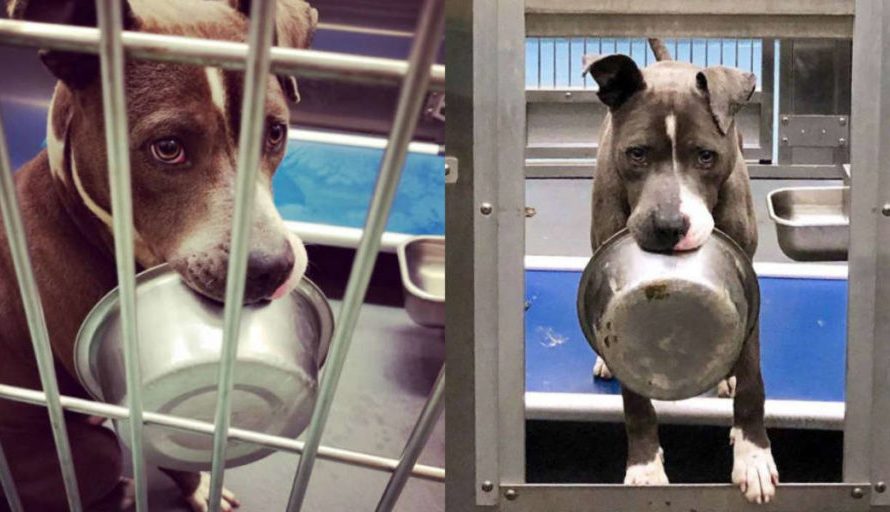 Shelter Dog Refuses To Be Adopted Without His Food Bowl