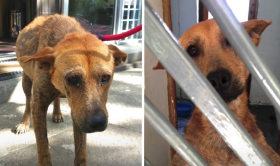 Shelter Dog Who Cried In His Kennel All Day Now Smiles In His Sleep