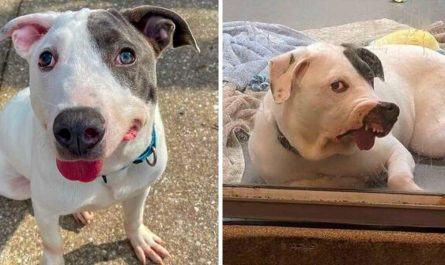 Shelter Dog With Unique Face Simply Wants Someone To Love Him