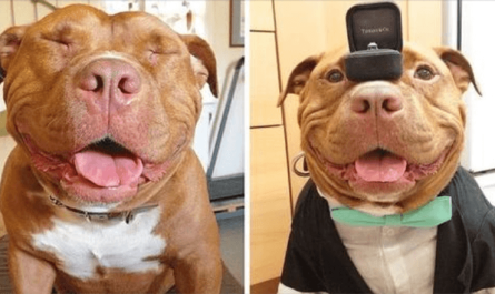 Shelter Pit Bull Will Not Stop Smiling After Being Saved And Adopted By Loving Owners