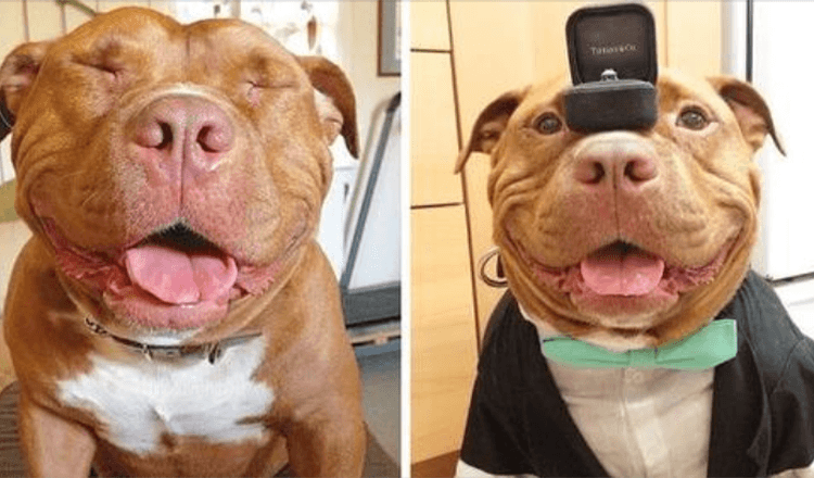 Shelter Pit Bull Will Not Stop Smiling After Being Saved And Adopted By Loving Owners