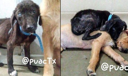 Sick Puppies Meet In Shelter, Give Each Other Comfort