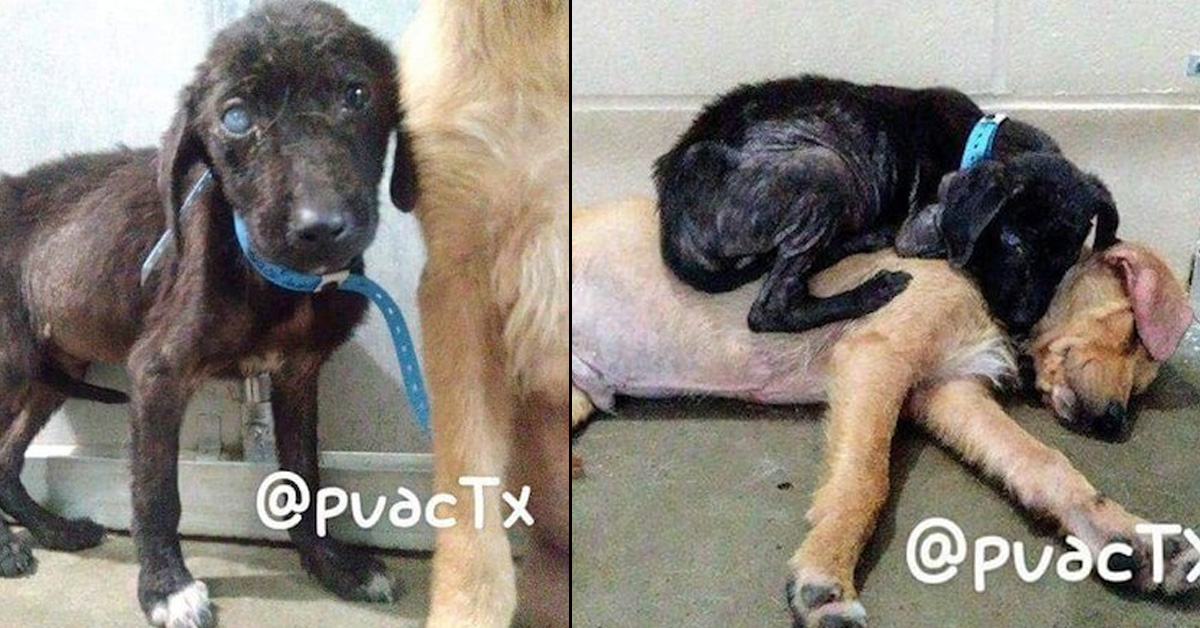 Sick Puppies Meet In Shelter, Give Each Other Comfort