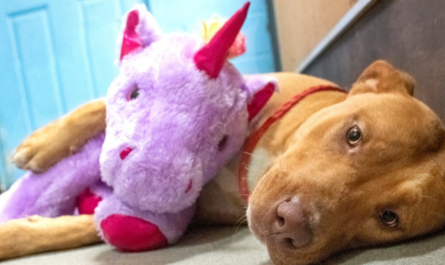 Stray Dog Continuously Steals Toy Unicorn From Dollar General So Animal Control Buys It For Him