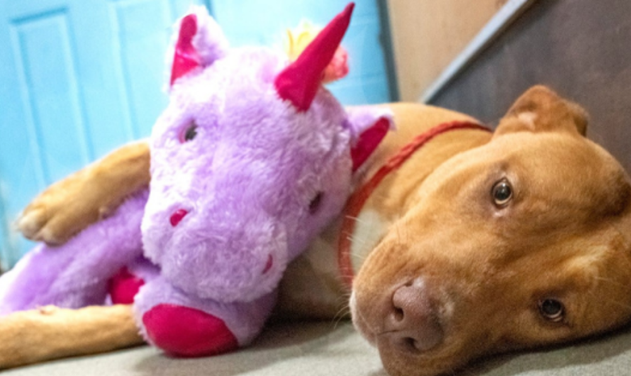 Stray Dog Continuously Steals Toy Unicorn From Dollar General So Animal Control Buys It For Him