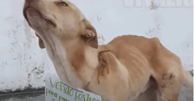 Stray Dog Who Begged People To Buy Donuts, To Fund His Surgery Price, It Is Now in Heaven