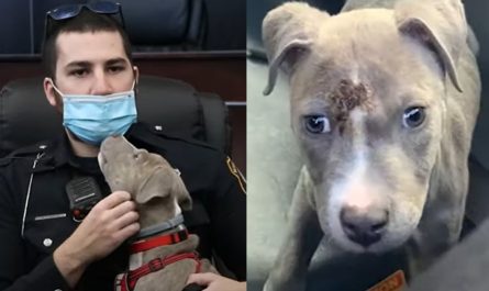 Stray Dog With Wounded Head Finds House And Love In Police officer's Arms