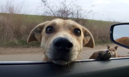 Stray Dogs Stop Woman's Vehicle, And She Can Not Just Drive Away